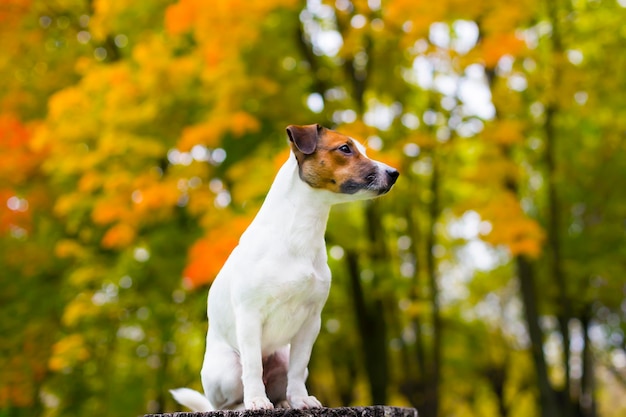 Jack Russell su un bellissimo sfondo autunnale