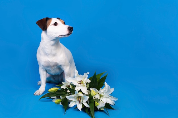 Jack Russell su una superficie blu con fiori