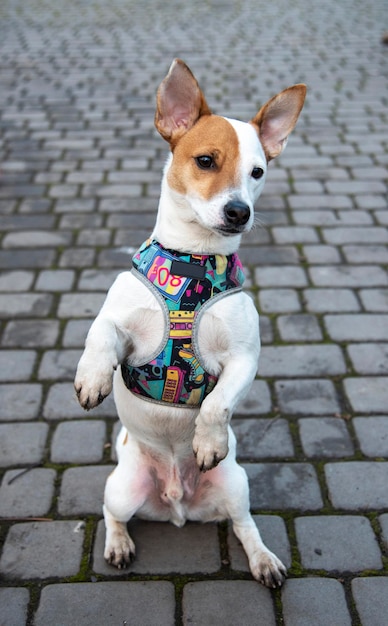 Jack Russell sul marciapiede