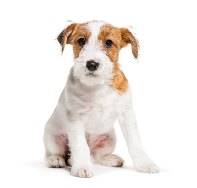 Jack Russell Terrier, 3 mesi, seduto di fronte a uno sfondo bianco