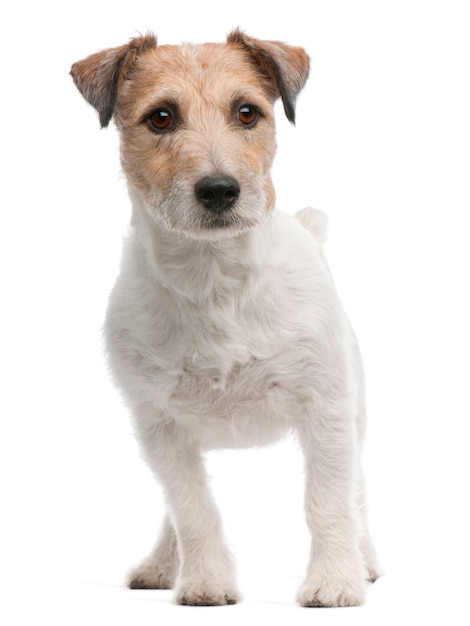 Jack Russell Terrier, 4 anni. Ritratto di cane isolato