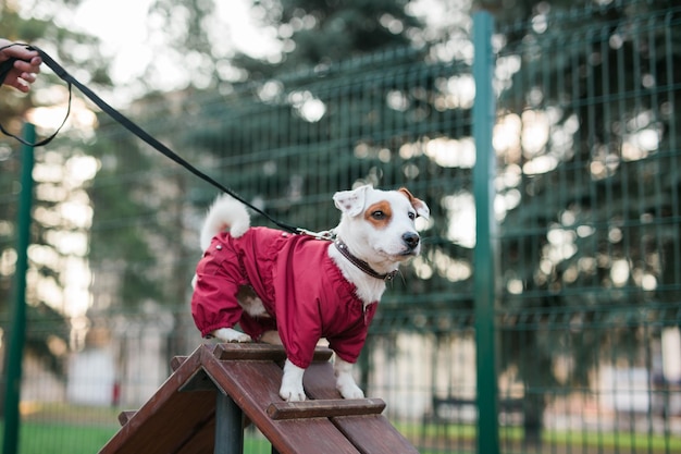 Jack russell terrier addestramenti di cani all'aperto nella zona del parco cittadino dog walking area background pet lifest