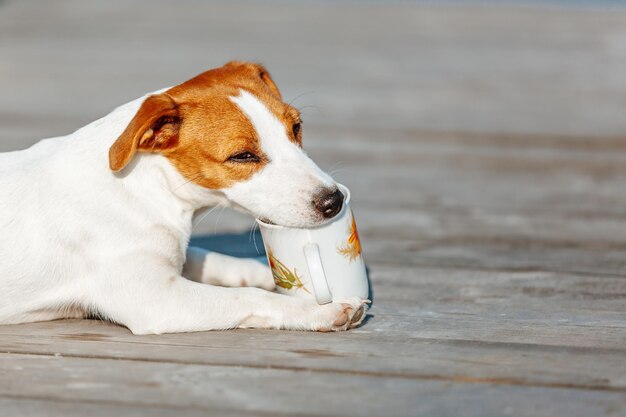 Jack Russell Terrier beve dalla tazza