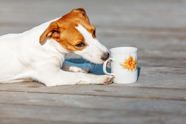 Jack Russell Terrier beve dalla tazza