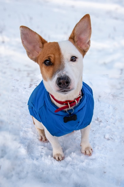 Jack Russell Terrier bicolore seduto sulla neve fuori con un giubbotto blu e un collare rosso con un ciondolo a forma di osso nero, guarda la telecamera