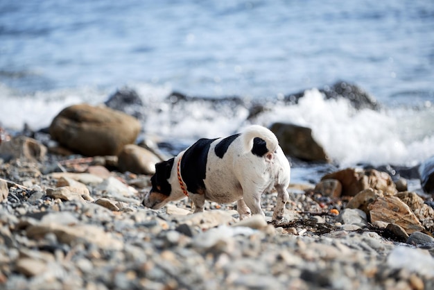 Jack Russell Terrier cammina sulla spiaggia di ciottoli