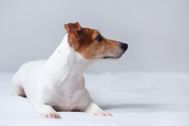 Jack russell terrier, cane a letto