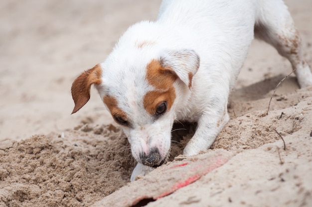 Jack Russell Terrier cane che scava sulla spiaggia