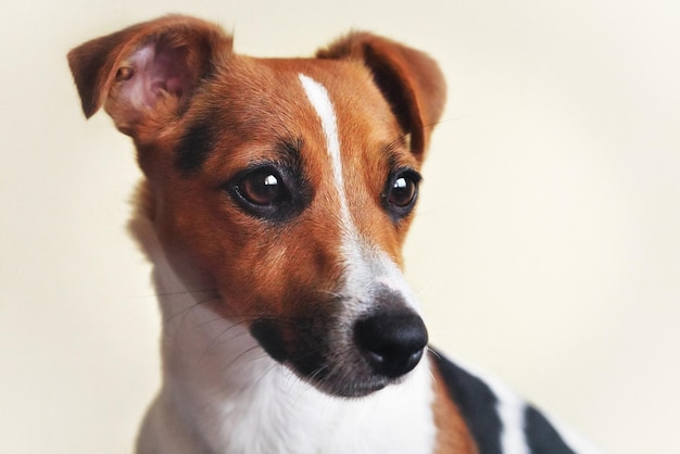 Jack Russell terrier cane con sfondo bianco, dettaglio sulla sua testa.