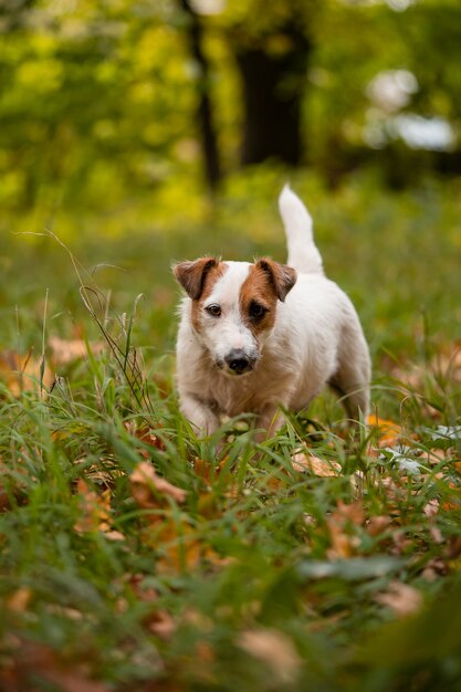 Jack russell terrier cane con un sacco di foglie autunnali gialle e rosse intorno. Passeggiata con il cane nel parco in autunno