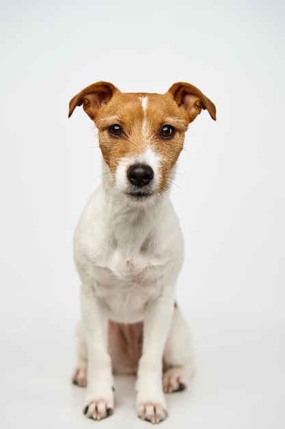 Jack russell terrier cane su sfondo bianco Divertente animale domestico