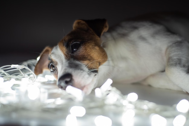 Jack russell terrier cane su una ghirlanda alla vigilia di natale