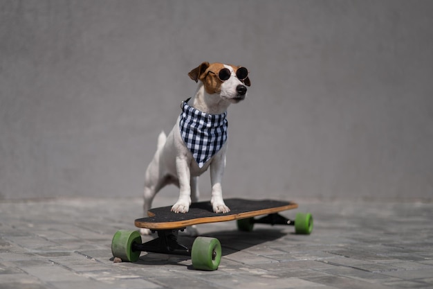 Jack russell terrier cane vestito con occhiali da sole e una bandana a scacchi cavalca un longboard