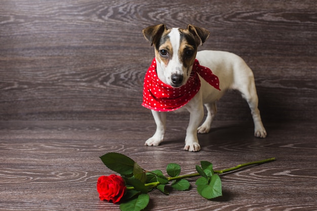 Jack Russell Terrier con rosa rossa.