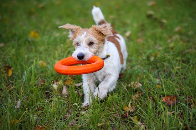 Jack Russell Terrier con un anello di gomma arancione tra i denti nel parco su erba verde con foglie autunnali gialle cadute