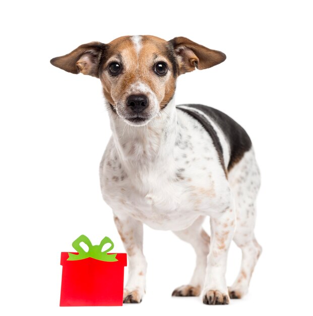 Jack Russell Terrier con una confezione regalo in piedi e guardando la telecamera isolata su bianco