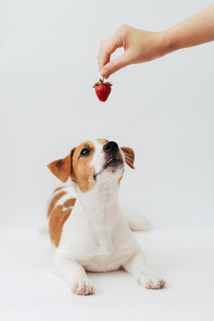 Jack Russell Terrier cucciolo di sei mesi guardando la mano con fragola su sfondo bianco