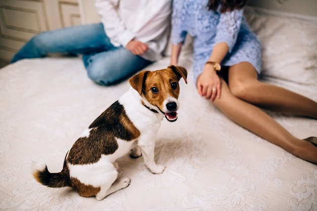 Jack russell terrier cucciolo giocando