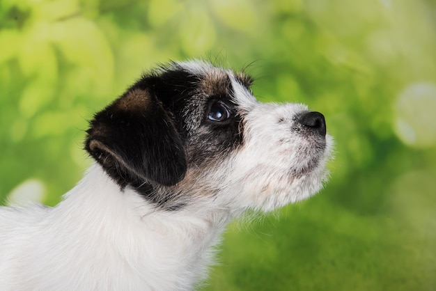 Jack Russell Terrier cucciolo rotto cane su sfondo verde