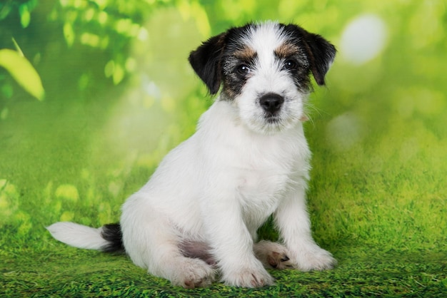 Jack Russell Terrier cucciolo rotto cane su sfondo verde