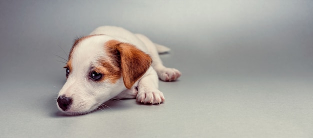 Jack Russell Terrier cucciolo sdraiato