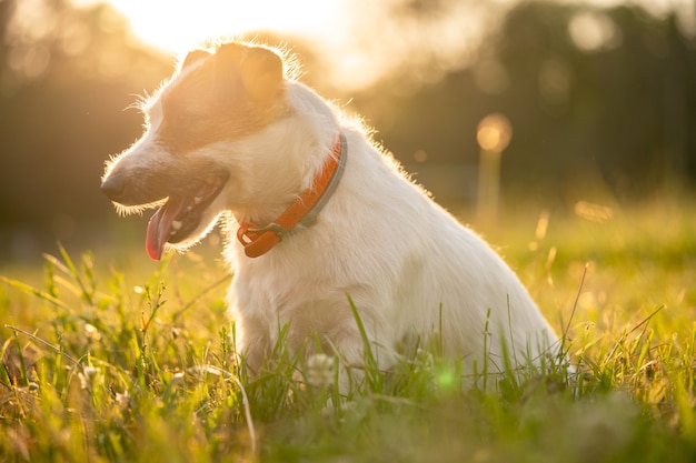 Jack russell terrier di razza cammina all'aperto nell'erba su un tramonto, retroilluminazione morbida del sole in un parco