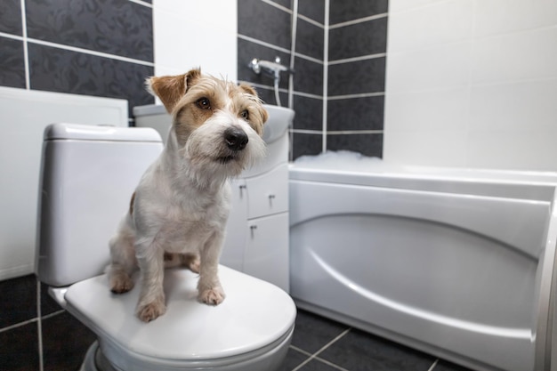 Jack Russell Terrier è seduto in bagno su un gabinetto bianco