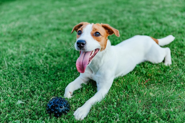 Jack Russell Terrier gioca con la palla