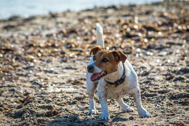 Jack russell terrier gioca sulla spiaggia in estate