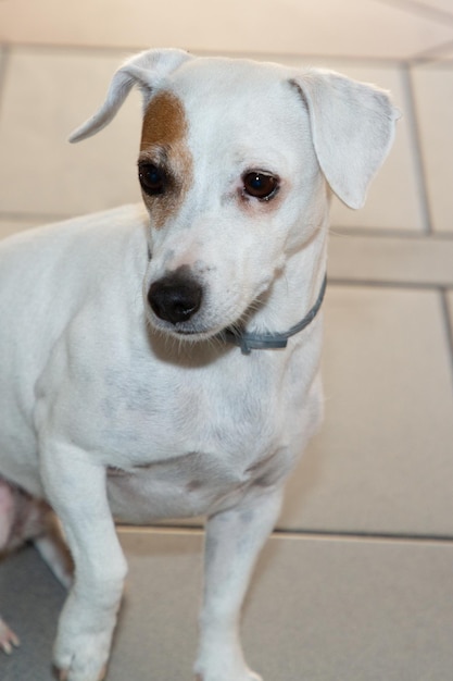 Jack Russell terrier in camera interna casa cane bianco e marrone