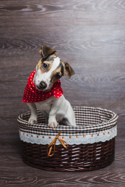 Jack Russell Terrier in cestino marrone