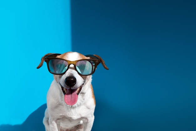 Jack russell terrier in occhiali da sole guarda la telecamera sul blu