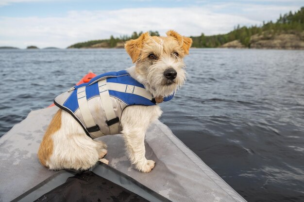 Jack Russell Terrier in un giubbotto di salvataggio blu sta sulla prua di un kayak rosso C'è una foresta all'orizzonte Serata alla luce del tramonto Viaggiare con un cane su una barca