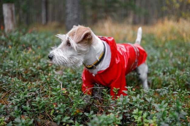 Jack Russell Terrier in un impermeabile giallo cammina attraverso il parco autunnale Cane che cammina in foglie autunnali