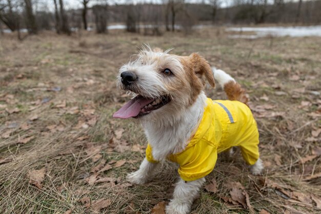 Jack Russell Terrier in un impermeabile giallo per una passeggiata Il cane si trova nel parco sullo sfondo degli alberi Tempo piovoso sporco primaverile