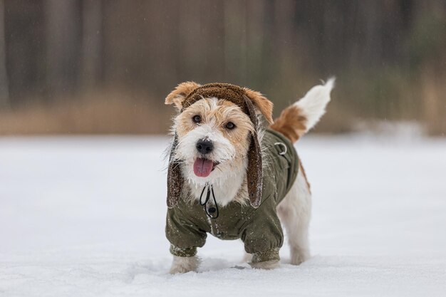 Jack Russell Terrier in una giacca verde e cappello con paraorecchie Cane nevicato nella foresta in inverno Sfondo per l'iscrizione