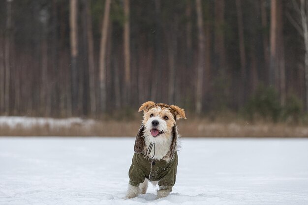 Jack Russell Terrier in una giacca verde Snowing Dog nella foresta in inverno Sfondo per l'iscrizione