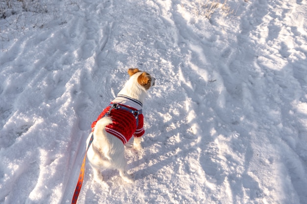 Jack russell terrier indossa un maglione rosso durante la camminata con la neve in inverno