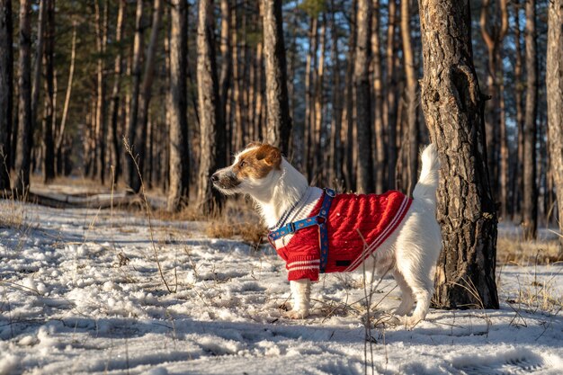 Jack russell terrier indossa un maglione rosso durante la camminata con la neve in inverno