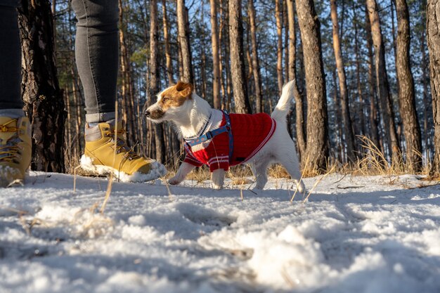 Jack russell terrier indossa un maglione rosso durante la camminata con la neve in inverno