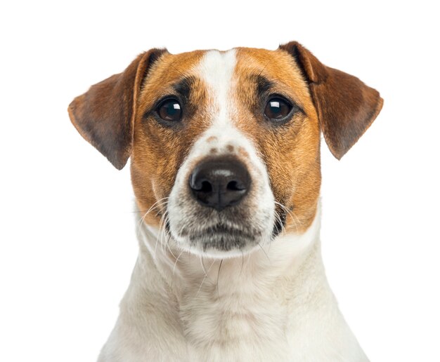 Jack Russell Terrier isolato su bianco