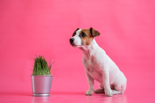 Jack russell terrier obbediente sdraiato accanto a una pentola d'acciaio di erba fresca Piccolo cucciolo bianco carino con macchie rosse con una pianta d'appartamento su uno sfondo rosa