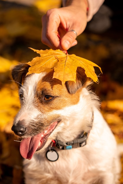 Jack russell terrier primo piano ritratto con foglie autunnali sulla testa