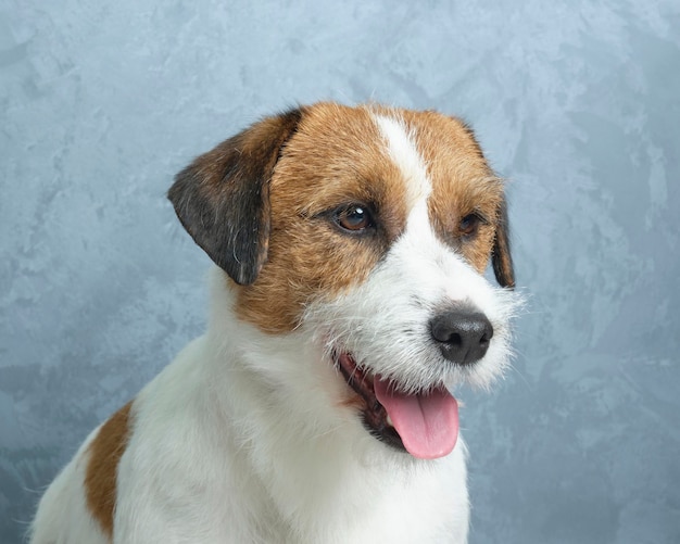 Jack russell terrier ritratto da vicino sul muro grigio.