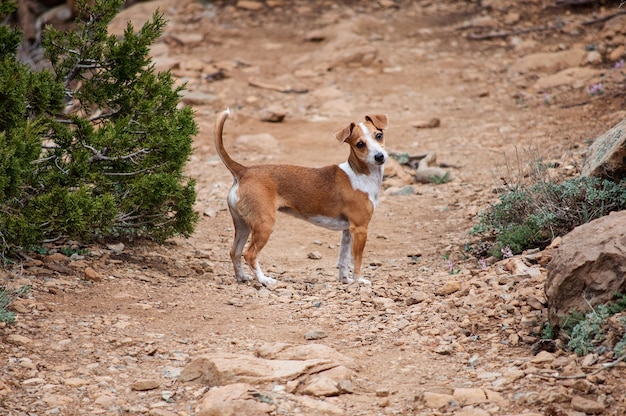 Jack Russell Terrier sembra carino. Il cane cammina nel deserto