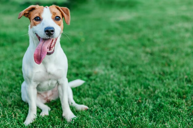 Jack Russell Terrier si siede sul primo piano dell'erba