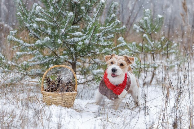 Jack Russell Terrier si trova nella foresta Nevicata Un cane con una sciarpa rossa festiva con un bubbone e un maglione marrone sullo sfondo di alberi Cesto con pigne Concetto natalizio