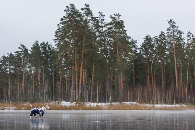 Jack Russell Terrier si trova sul ghiaccio di un lago in una foresta invernale Un cane con un piumino caldo blu su uno sfondo di pini verdi L'animale si riflette nell'acqua ghiacciata