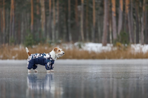 Jack Russell Terrier si trova sul ghiaccio di un lago in una foresta invernale Un cane con un piumino caldo blu su uno sfondo di pini verdi L'animale si riflette nell'acqua ghiacciata