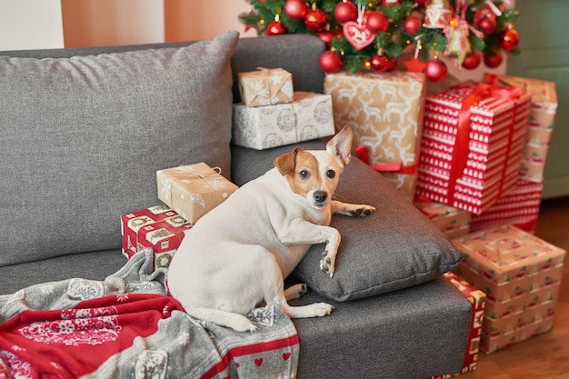 Jack Russell Terrier su sfondo di Capodanno.